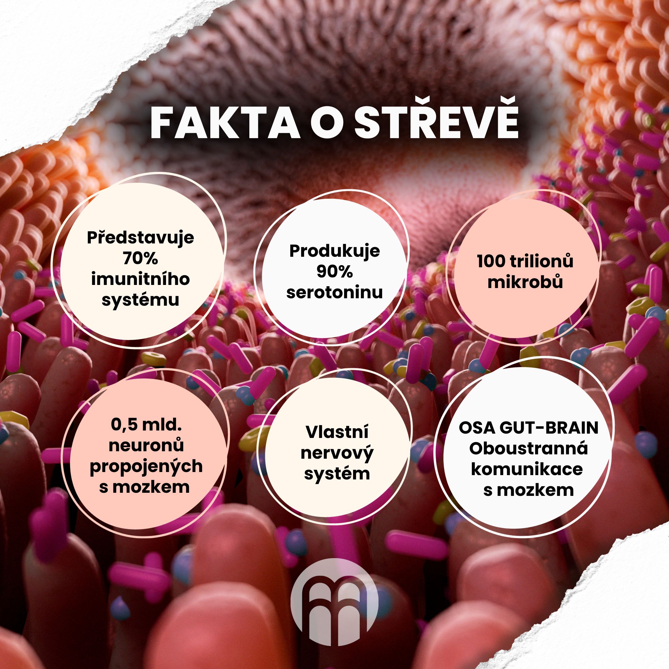 Fakta o střevě